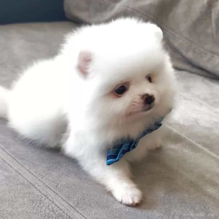 ID：2507-08522の子犬