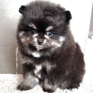 ポメラニアン【福岡県・男の子・2025年3月25日・ブラックタン】の写真「爆毛極短マズルのイケメン君✨」