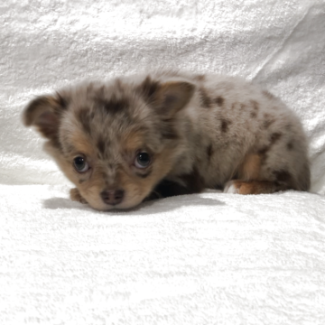 チワワ(ロング)【福岡県・女の子・2024年12月22日・チョコマール】の写真「🐶綺麗なチョコマール柄の女の子✨」