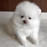ポメラニアン