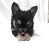 チワワ(ロング)