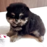 ポメラニアン