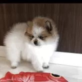 ポメラニアン【福岡県・女の子・2025年3月6日・パーティ】の写真1