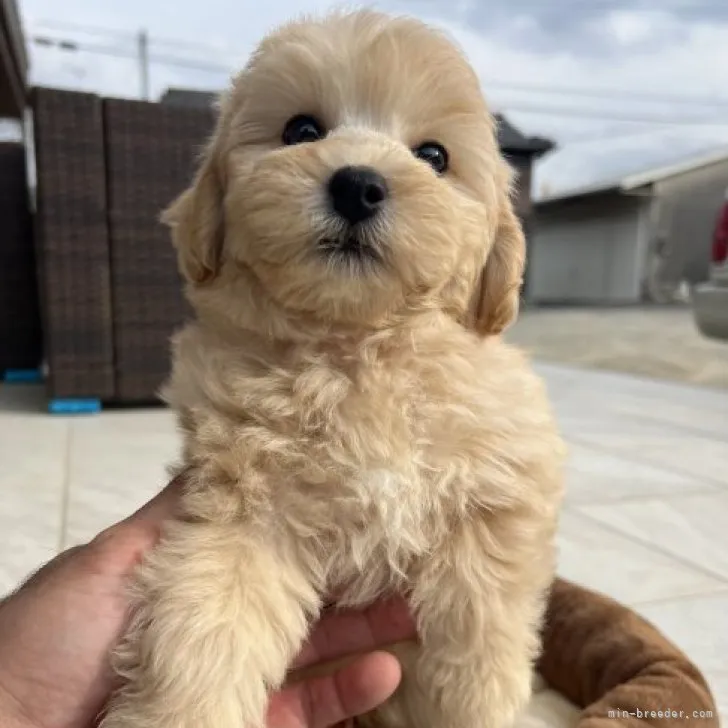 ID：2311-04184の子犬