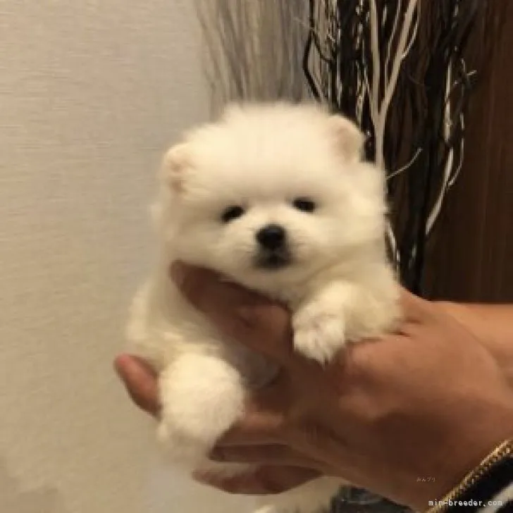 ID:2310-01870の子犬