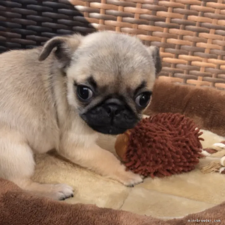 ID:2310-02076の子犬