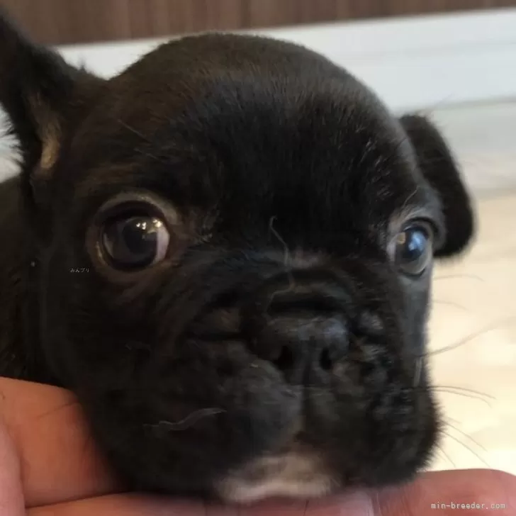 ID:2402-05096の子犬
