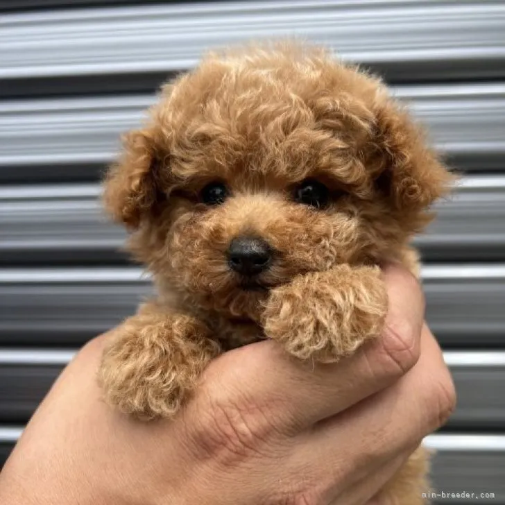 ID:2306-05149の子犬