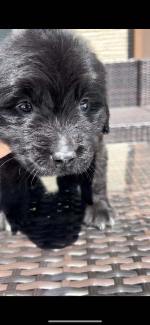 今村彩ブリーダーの評価一覧 口コミ 評判 全犬種 みんなのブリーダー 今村彩ブリーダーの評価一覧 口コミ 評判 全犬種 みんなのブリーダー