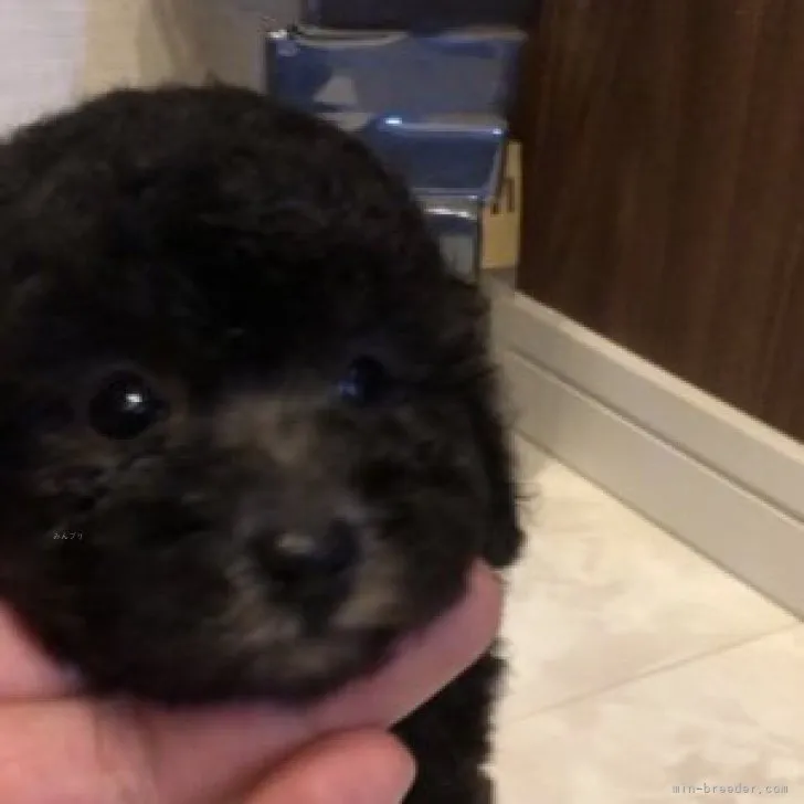 ID：2309-02584の子犬