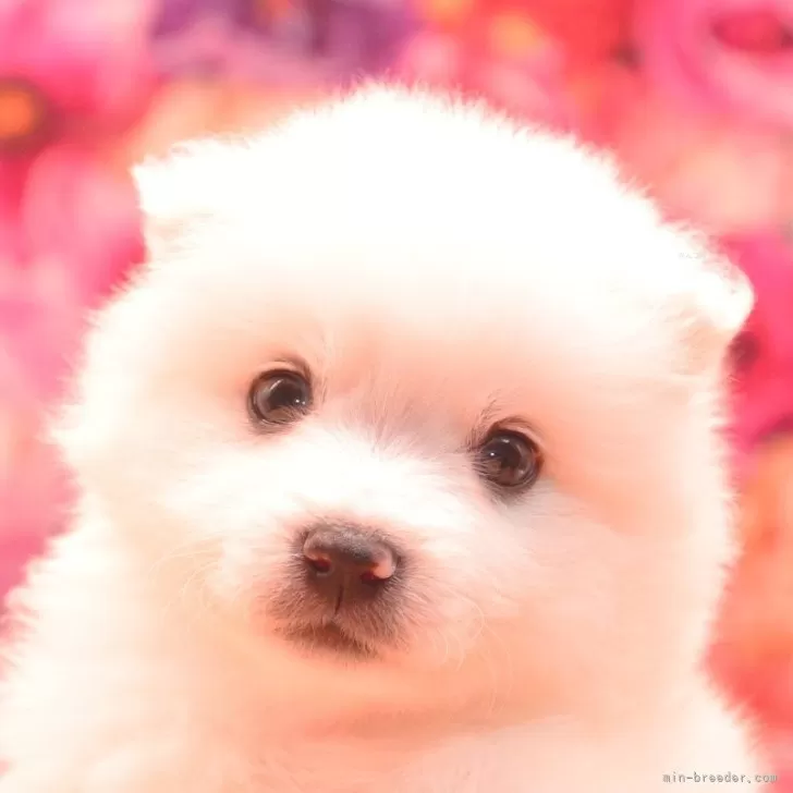 T.K 様のお迎えした子犬