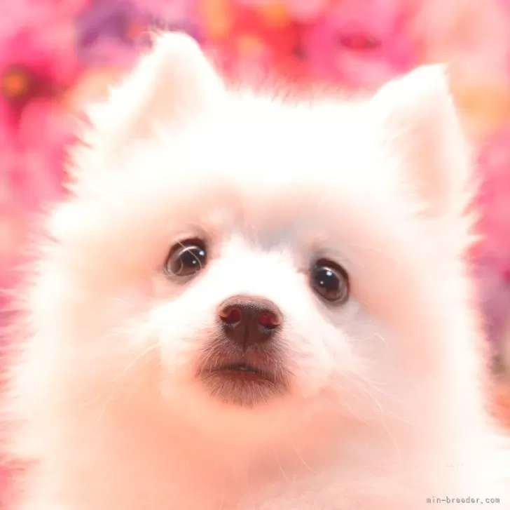 ID：2509-01836の子犬