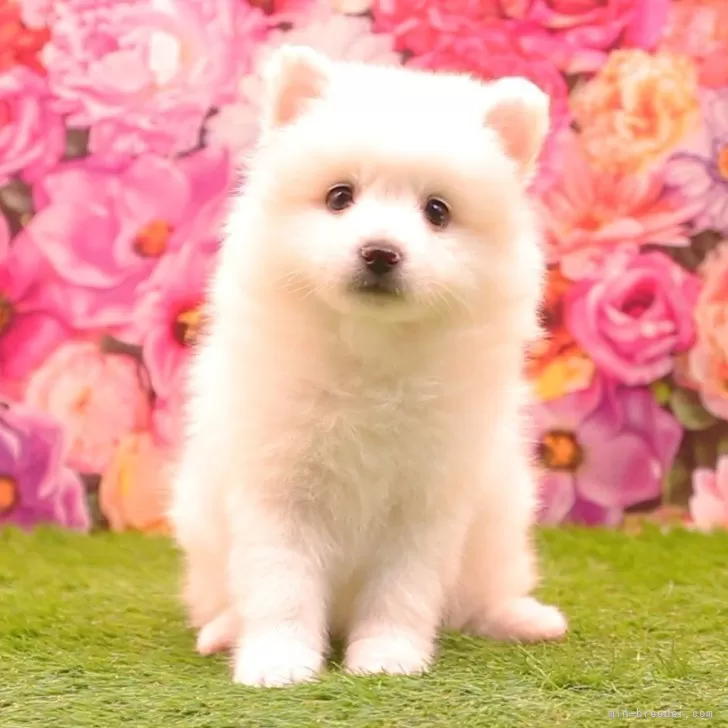 R.T 様のお迎えした子犬