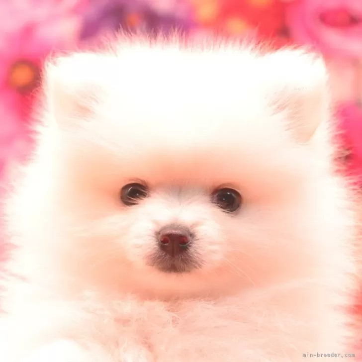 ID：2508-01731の子犬