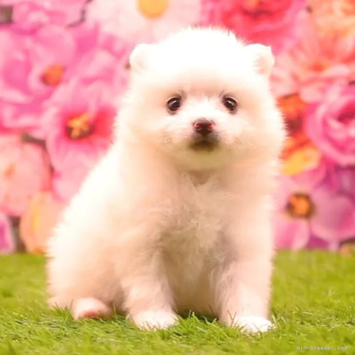 ID:2412-02548の子犬