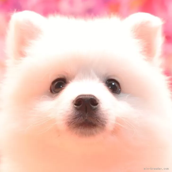 Y.M 様のお迎えした子犬