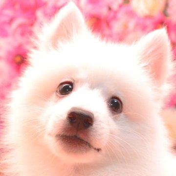 日本スピッツ【茨城県・男の子・2025年7月16日・ホワイト】の写真「ワクチン1回目【無料】！！」