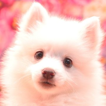 日本スピッツ【茨城県・女の子・2025年7月24日・ホワイト】の写真「詳しくは動画をチェック！」