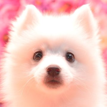 日本スピッツ【茨城県・女の子・2025年7月24日・ホワイト】の写真「ワクチン1回目【無料】！」