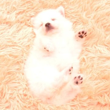 日本スピッツ【茨城県・女の子・2025年10月15日・ホワイト】の写真「詳しくは動画をチェック！！」