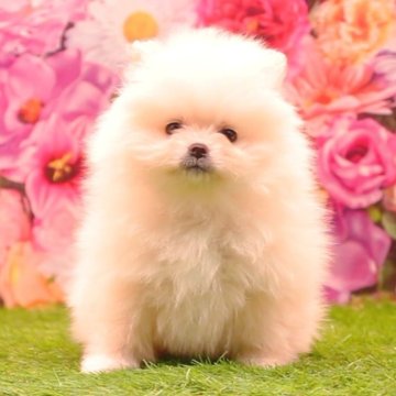 ポメラニアン【茨城県・男の子・2025年3月7日・クリーム】の写真「【両親犬チャンピオン血統】動画をチェック！！」