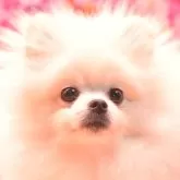 ポメラニアン