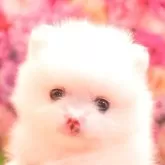ポメラニアン