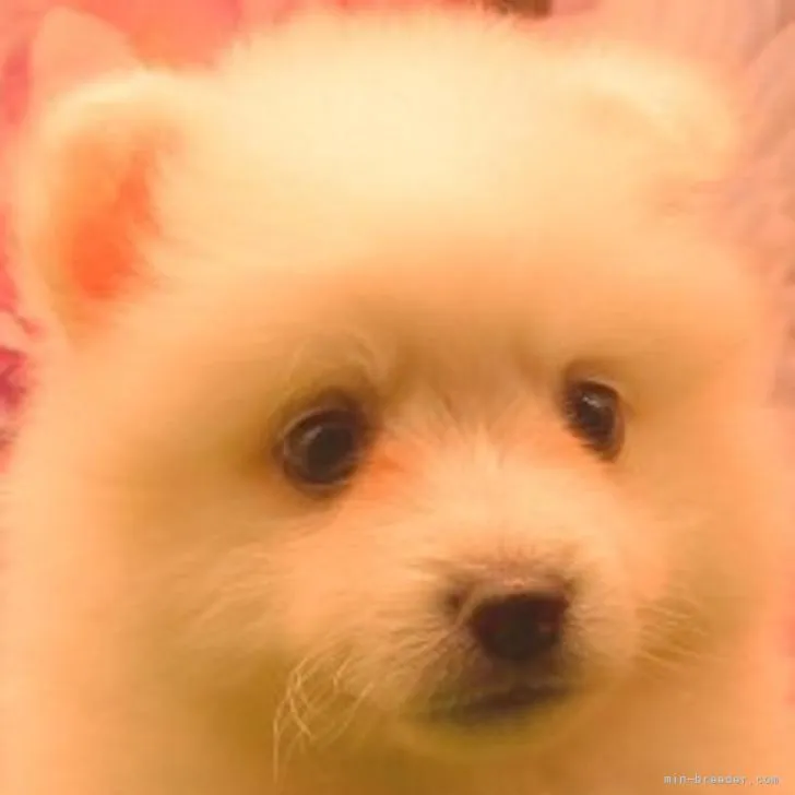 ID:2208-03280の子犬