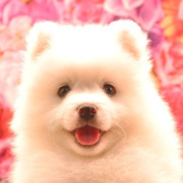 日本スピッツ【茨城県・男の子・2023年4月15日・ホワイト】の写真「詳しくは動画をチェック！！」