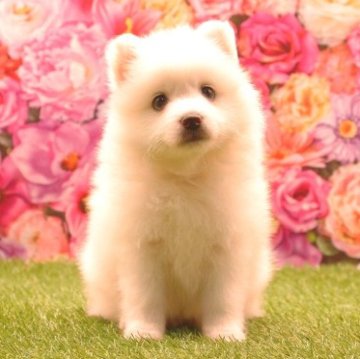 日本スピッツ【茨城県・女の子・2023年4月15日・ホワイト】の写真「詳しくは動画をチェック！！」