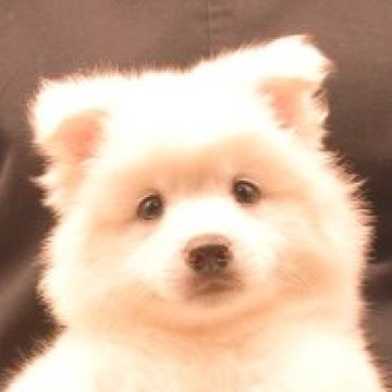 日本スピッツ【茨城県・男の子・2023年5月18日・ホワイト】の写真「穏やかな性格です！詳しくは動画をチェック！！」