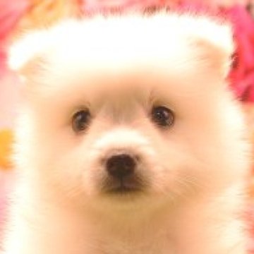 日本スピッツ【茨城県・女の子・2023年5月18日・ホワイト】の写真「詳しくは動画をチェック！！」