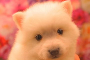 日本スピッツ【茨城県・女の子・2022年1月30日・ホワイト】の写真「初めての飼い主様も安心！親身にサポートいたします！」