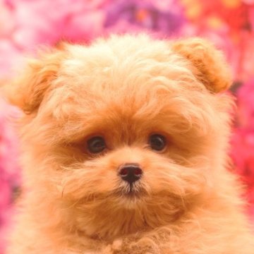 ポメプー(父ポメラニアン×母プードル)【茨城県・男の子・2023年7月14日・アプリコット】の写真「詳しくは動画をチェック！」