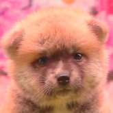 秋田犬