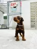 ドーベルマン【愛知県・男の子・2024年5月31日・チョコレートタン】の写真4「初めてのお庭🐾✨」