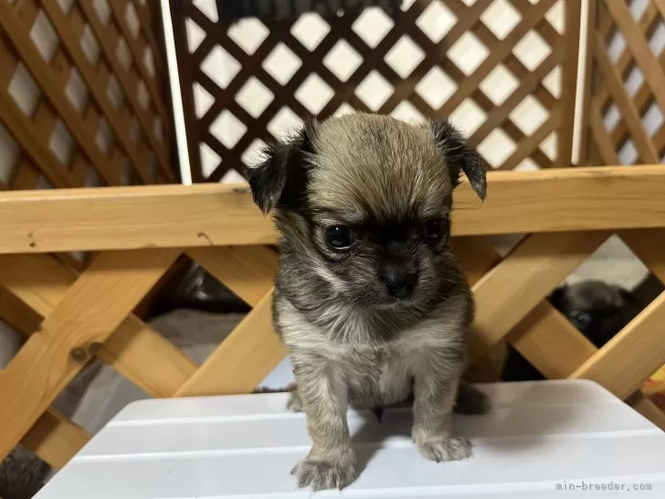 ID：2509-00778の子犬