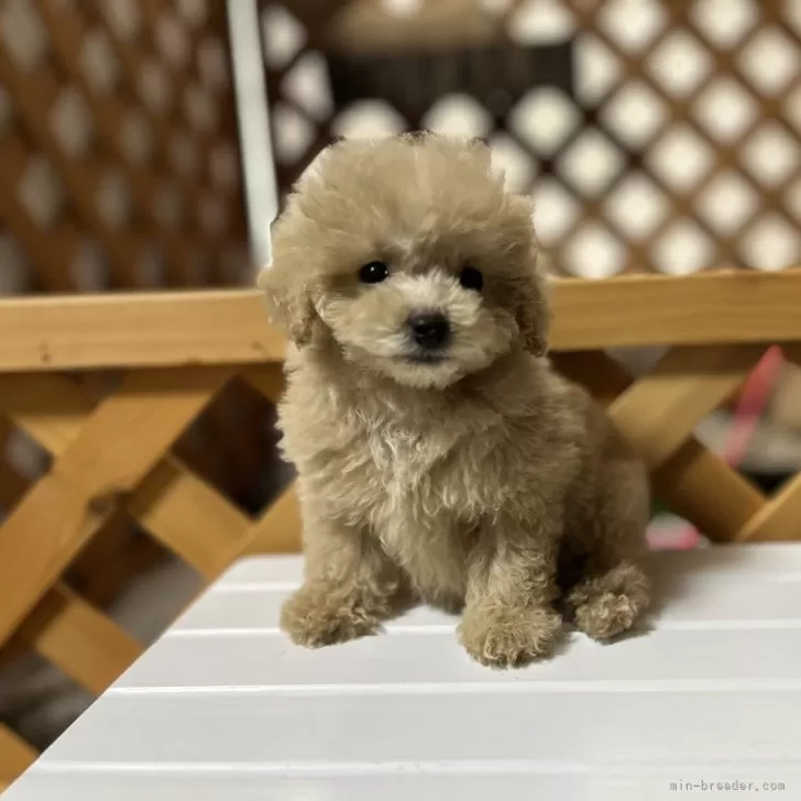 ID：2509-00757の子犬