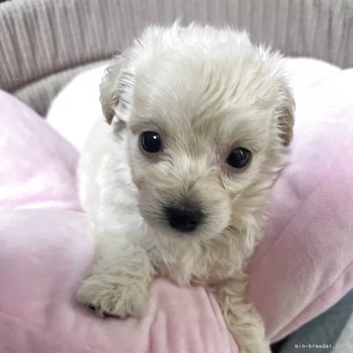 ID:2507-02439の子犬