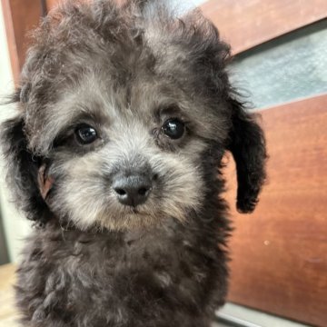 トイプードル(トイ)【沖縄県・女の子・2025年7月25日・シルバー】の写真「見学後即日引き渡し可能✨
健康診断済みで安心😊」