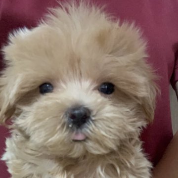 マルプー(マルチーズ×トイプードル)【沖縄県・女の子・2025年9月17日・クリーム系】の写真「人懐っこさと飼いやすさが魅力！」
