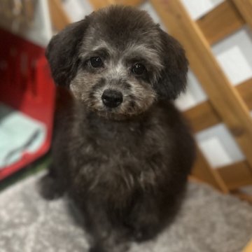 トイプードル(トイ)【沖縄県・女の子・2025年7月25日・シルバー】の写真「見学後即日引き渡し可能✨
健康診断済みで安心😊」