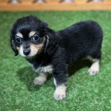 チワックス(チワワ×ダックスフンド)【沖縄県・女の子・2025年10月20日・ブラックタン】の写真「大人気のブラックタンチワックス🩷」