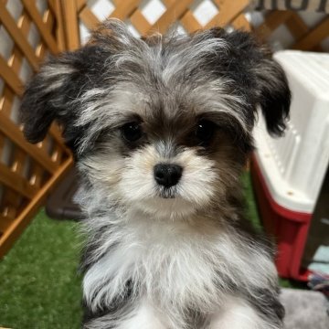 チワマル(チワワ×マルチーズ)【沖縄県・女の子・2025年8月12日・トライカラー】の写真「美人姉妹綺麗な毛色✨」