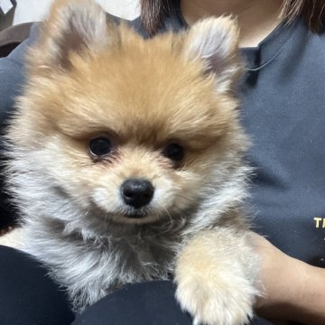 ポメラニアン【沖縄県・男の子・2025年8月26日・セーブル】の写真「元気な男の子」