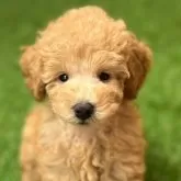 トイプードル(トイ)【沖縄県・女の子・2025年8月16日・レッド】の写真1「体重:850g」