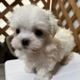 マルチーズ