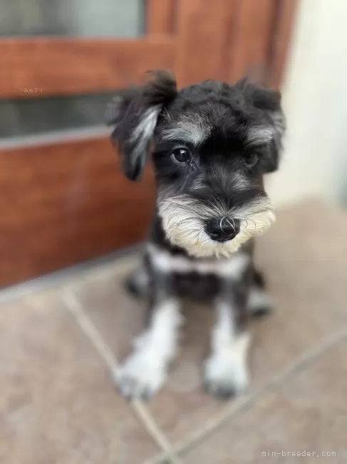ミニチュアシュナウザー【沖縄県・女の子・2025年6月12日