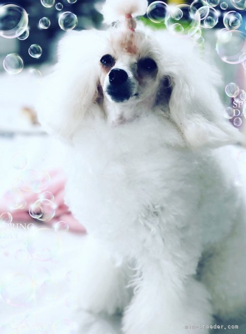 大柳　尚子(おおやなぎ　なおこ)ブリーダー(青森県・キャバリアなど・JKC登録)の紹介写真8