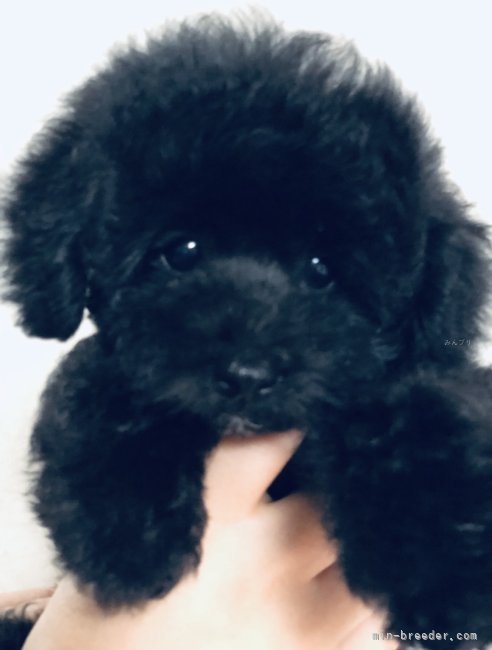 大柳尚子ブリーダーのブログ：エール姫降臨💗